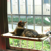 Cat Perch Window Bed